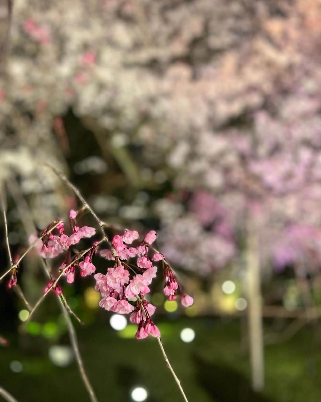 AIさんのインスタグラム写真 - (AIInstagram)「この後NHK特番で桜満開の素敵な場所から「アルデバラン」心を込めて生パフォーマンスします🎤22:20頃かな〜🌸  @asadora_bk_nhk  @toshitakashibata @yohsukeuematsu @azumi_takahashi @mikivoice  @gabriel.issei @zineeinthebottle  @etro   #AI #アルデバラン #カムカムエヴリバディ #うたコン #etro #上白石萌音 #深津絵里 #川栄李奈 #松村北斗 #村上虹郎 #オダギリジョー #安子ちゃん #稔さん #勇ちゃん #るい #ジョー #ひなた #カムカム #アニー #本郷奏多 #森山良子 #森山直太朗 #文ちゃん」3月29日 22時01分 - officialai