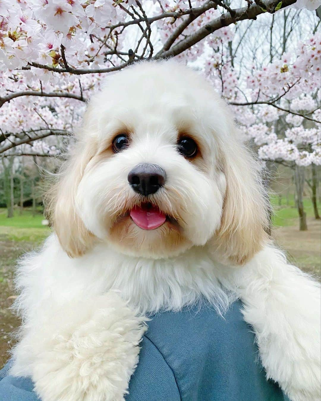 あんちゃんさんのインスタグラム写真 - (あんちゃんInstagram)「満開🐶🌸  今日はノングルさんで シャンプーの日🐶🛁  帰り代々木公園の入り口ら辺で タクシー拾おうと思ったら グイグイ引っ張って 公園に入ろうとするあんちゃん😂💦  お腹ゆるめだったから （寒暖差にやられたのかな💦） 心配してすぐ帰宅予定だったけど あんちゃんに連れられて 少し花見散歩してきた🥰🌸  もうこんなに満開だったとは😳 あんちゃん見せてくれてありがとう☺️💕  代々木公園には あんちゃんのお友達いっぱいで いろいろなワンちゃんに挨拶してた😂✨  楽しかったみたいで お尻フリフリ ルンルンあんちゃんでした🐶🎶  記念に写真も撮れて大満足🤳🐶 １枚目美肌アプリのカメラで撮ったら なんかクスミが取れて 美肌になってるのちょっとウケる😂 心なしかいつもより イケメンに写ってるし😂😂  体調万全 元気いっぱいのときに また遊びに来ようねーっ☺️❣️❣️  ワンちゃんも人間も 体調壊しやすいくらい 気温差のある今日この頃💦  皆様もお身体ご自愛くださいね🙇🏻‍♀️✨  #キャバションあんちゃん  #あんちゃん　#ぬいぐるみ犬 #スヌーピー  #スヌーピー犬 #キャバション　#キャバビション　 #キャバリア #キャバリアキングチャールズスパニエル #ビションフリーゼ　 #犬 #ふわもこ部  #いぬすたぐらむ #犬のいる暮らし  #わんこなしでは生きていけません会 #いぬのきもち  #犬好きな人と繋がりたい #短足部　#比熊犬 #doglove #cavachon #inustagram #puppy  #snoopy #andy #멍스타그램 #개스타그램」3月29日 22時09分 - anchan_0115_andy