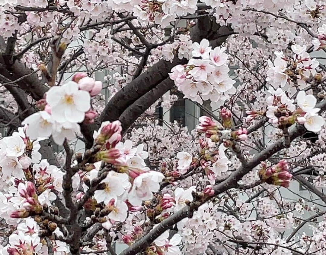 アグネス・チャンさんのインスタグラム写真 - (アグネス・チャンInstagram)「昨日、カリフォルニアから帰ってきました。 東京の桜は満開🌸🌸🌸！ 今日買い物に行って、 桜をゆっくり鑑賞しました。 何という可愛いでしょうか❤️❤️💕！ 見惚れてしまいます。 これは近所に咲いてる桜です。桜の名所にも行きたいですね。 明日、仕事が終わったら明後日は桜めぐりですね🌸🌸」3月30日 5時04分 - agneschan1