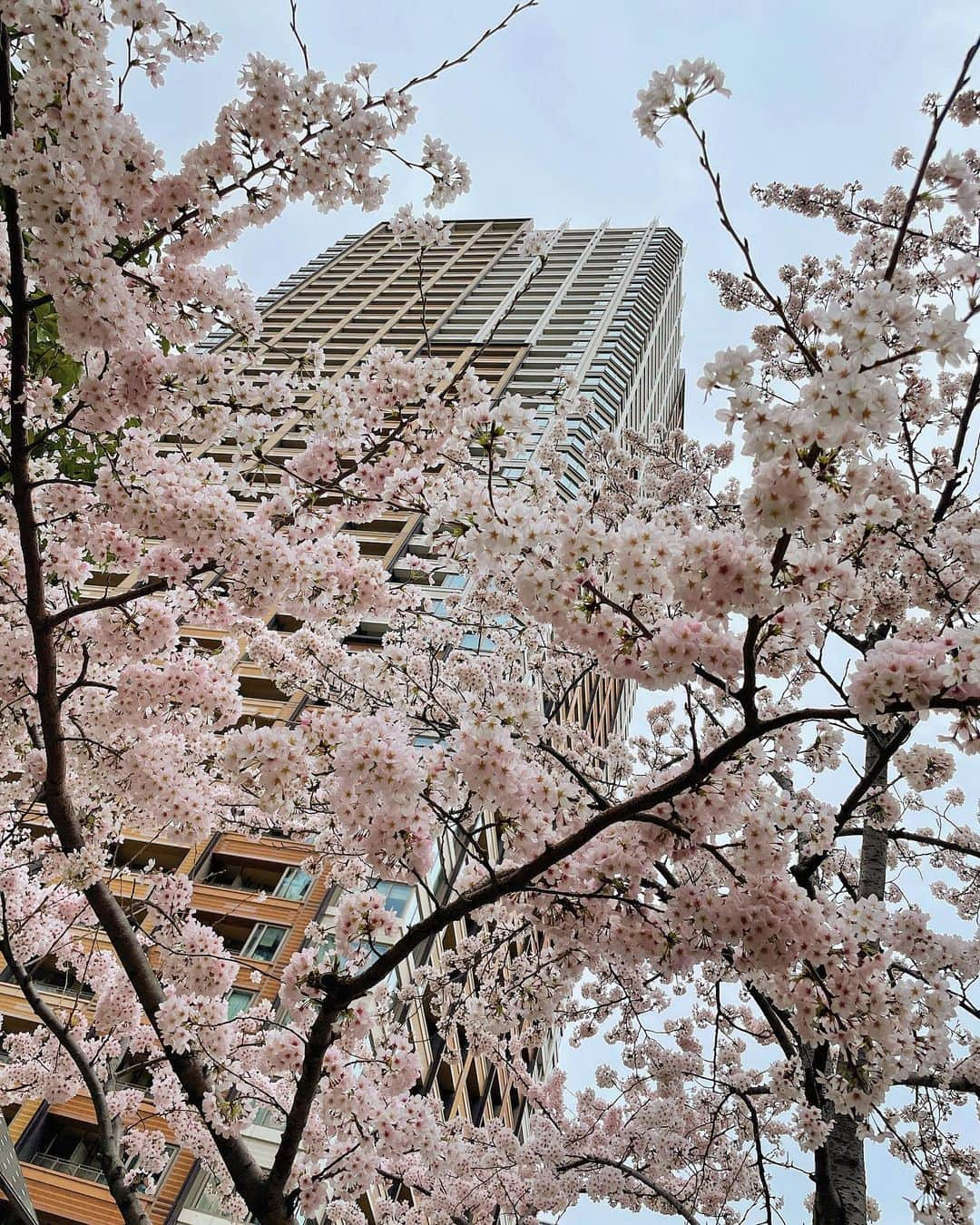 谷亜沙子さんのインスタグラム写真 - (谷亜沙子Instagram)「まいちゃんとベイビーくんとお花見🌸🌸 桜満開ですね🌸 ずっと続けば良いよね🌸  お花見しながらたこ焼きとカツ丼食べたよ🌸  #sakura」3月30日 6時14分 - asyakodayo