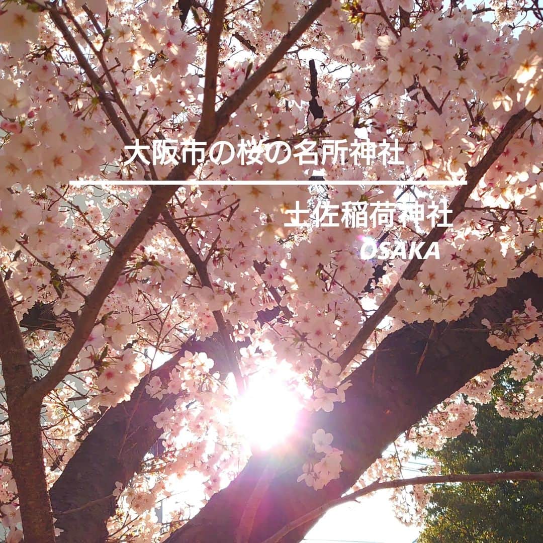 高井俊彦さんのインスタグラム写真 - (高井俊彦Instagram)「大阪市の桜の名所のひとつー。 #大阪市西区 #土佐公園 にある #土佐稲荷神社 へ参拝🌸  コロナ禍になる前までは毎年ここで花見をしていたスポット✨  早くまたみんなで集まれるようにとしっかりお祈りしてきました🙏  #宇迦之御魂神 という穀物食物を司る神様が祀られているのも、何かまたみんなでわいわい美味しい物を食べながら集まってなぁと言われている気がしました🙌  50体もの狛犬や狛狐や、江戸時代ここに土佐藩邸があったこと、三菱の創業者岩崎弥太郎さんの碑なども有名ですが、やはりこの桜の季節が特にオススメの神社です⛩️🌸 パワー⤴️⤴️⤴️  #神社好きな人と繋がりたい  #写真好きな人と繋がりたい  #花好きな人と繋がりたい  #毎日どこかのパワースポットからshowroom配信  ※最後から２枚目の写真は、よく女性モデルさんとかがやっている桜とともにの自撮りショットをマネしてみたけど、店のガラス越しにトランペット欲しがってる子供にしか見えんやないかえ‼️」3月30日 9時22分 - takai_toshihiko