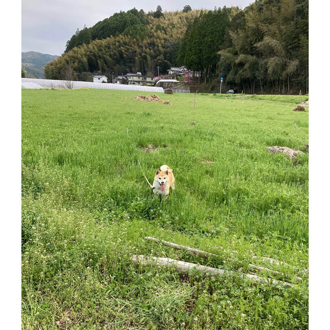 伴都美子さんのインスタグラム写真 - (伴都美子Instagram)「✔️ ⁡ 先日ご縁に恵まれ､花の香酒造さん @hananokashuzo へ伺いました。 ⁡ 神田社長のお人柄と酒造りの哲学､ もの作りへの姿勢やビジョンに益々興味が深まりました｡  敷居の高いイメージの日本酒でしたが 何はともあれ飲んでみよう！  水野さん @aquafields  神田社長 @kiyotakakanda  貴重なお時間とお話をありがとうございました。 ⁡ ⁡ 芝犬のウメちゃんと馬の菊乃進。 人懐っこくて可愛いかった！ ⁡  ⁡ #伴都美子  #doasinfinity  #花の香酒造  #日本酒 #sake  #産土 #熊本 #玉名 #和水町」3月30日 11時46分 - van._doasinfinity