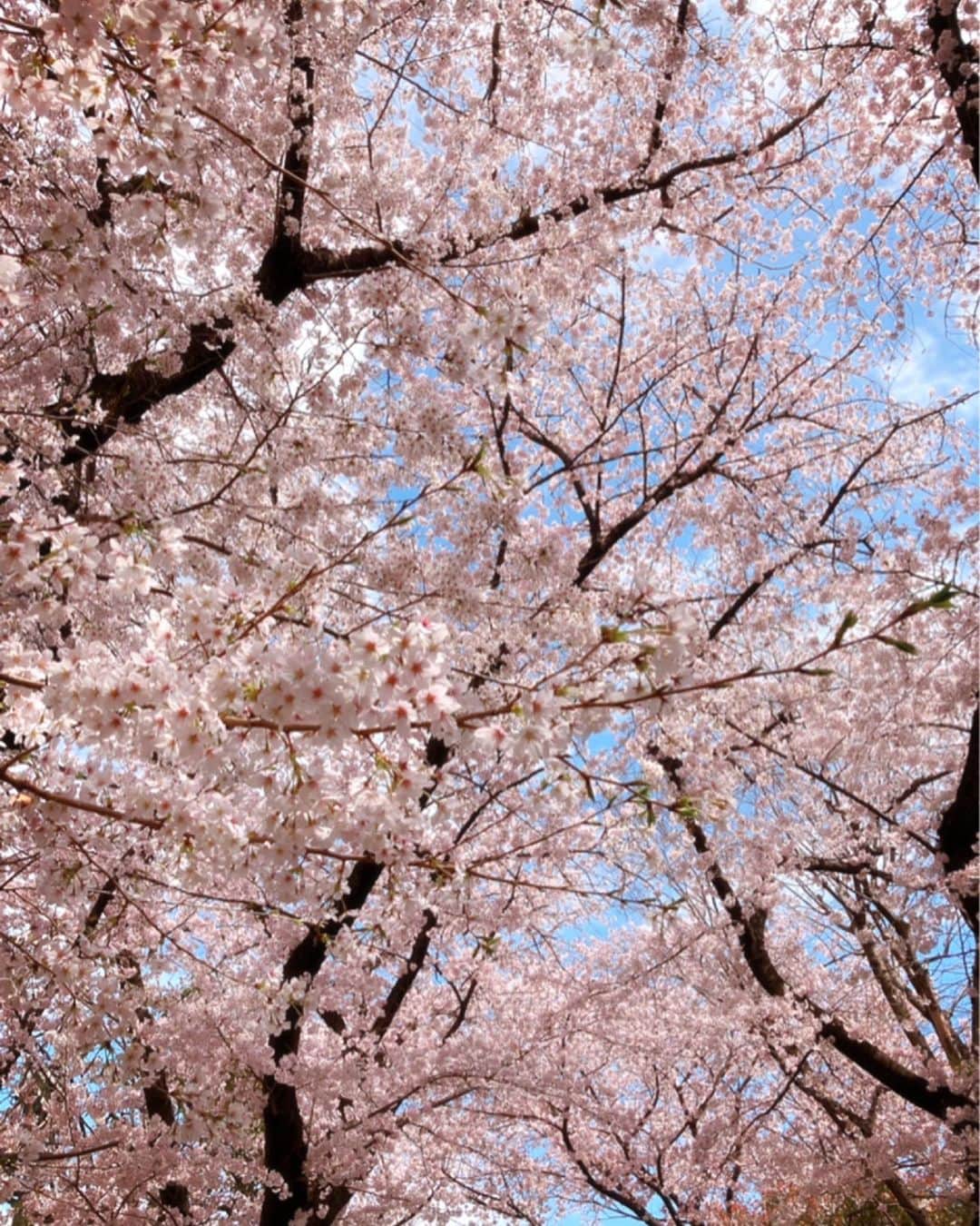 かすみりささんのインスタグラム写真 - (かすみりさInstagram)「🐰💕 ． 桜満開🌸🌸🌸 ．  ソメイヨシノの花言葉は ． 「精神美」「優れた美人」「純潔」「高貴」 ． だそうです🌸 ． あっという間に散ってしまって切なくて儚いですが、風になびく花びらもひらひら美しいです😌 ． #桜満開 #染井吉野 #ソメイヨシノ #cherryblossom  #spring #love #happy #peace #❤️ #🌸 #🕊」3月30日 13時55分 - risa_kasumi