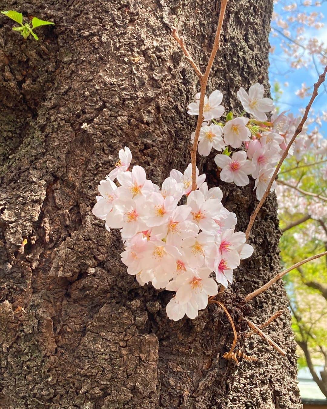 かすみりささんのインスタグラム写真 - (かすみりさInstagram)「🐰💕 ． 桜満開🌸🌸🌸 ．  ソメイヨシノの花言葉は ． 「精神美」「優れた美人」「純潔」「高貴」 ． だそうです🌸 ． あっという間に散ってしまって切なくて儚いですが、風になびく花びらもひらひら美しいです😌 ． #桜満開 #染井吉野 #ソメイヨシノ #cherryblossom  #spring #love #happy #peace #❤️ #🌸 #🕊」3月30日 13時55分 - risa_kasumi