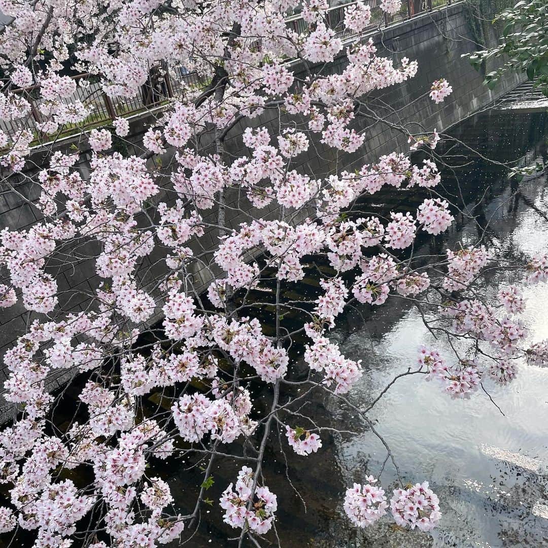 中林美和さんのインスタグラム写真 - (中林美和Instagram)「大好きな季節🌸🌸🌸🌸🌸」3月30日 14時31分 - miwanakabayashi