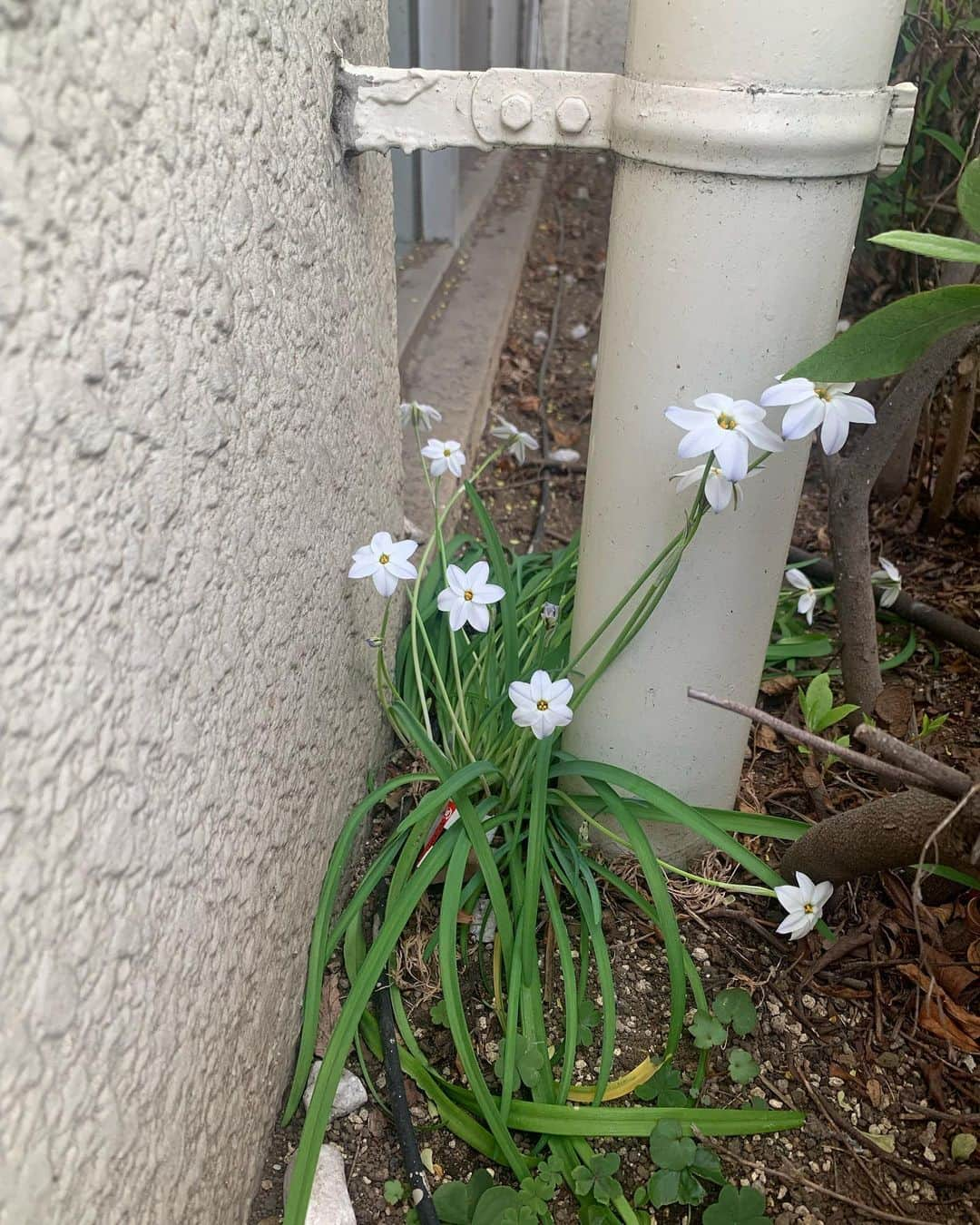 花盛友里さんのインスタグラム写真 - (花盛友里Instagram)「道端の花がすこぶる可愛い季節」3月30日 15時29分 - yurihanamori