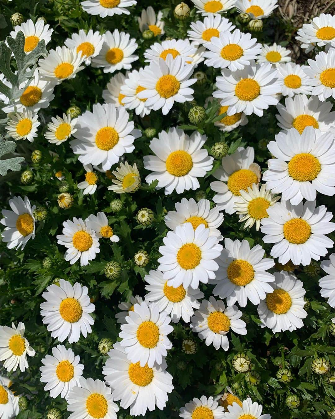 花盛友里さんのインスタグラム写真 - (花盛友里Instagram)「道端の花がすこぶる可愛い季節」3月30日 15時29分 - yurihanamori