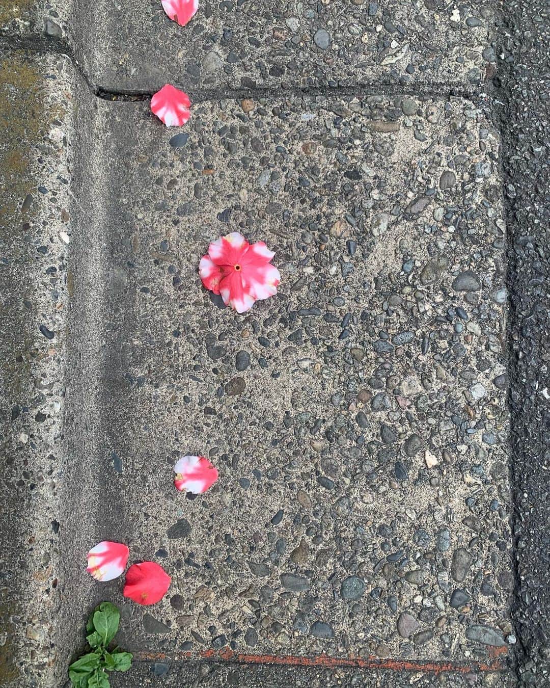 花盛友里さんのインスタグラム写真 - (花盛友里Instagram)「道端の花がすこぶる可愛い季節」3月30日 15時29分 - yurihanamori