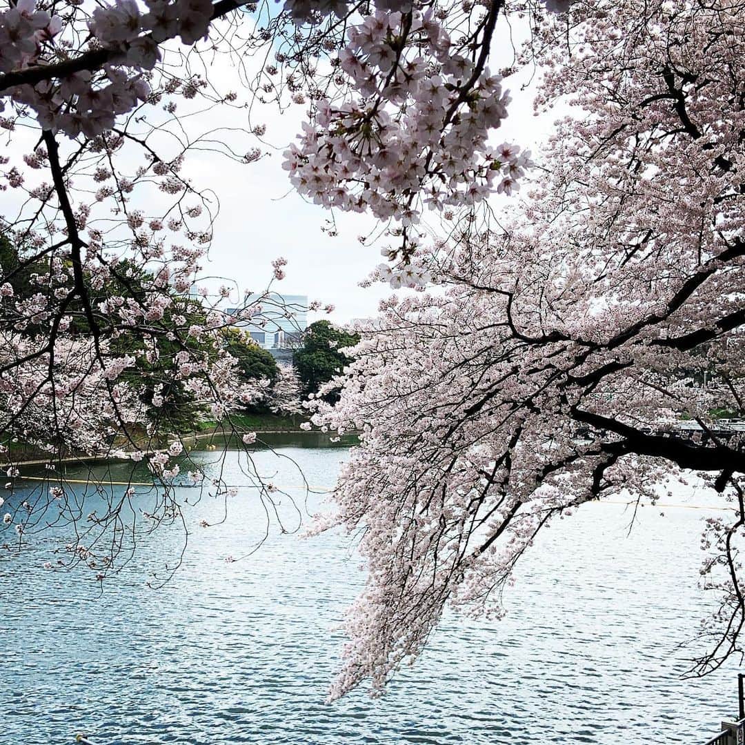 志摩有子さんのインスタグラム写真 - (志摩有子Instagram)「千鳥ヶ淵にあるギャラリーでお花見弁当。 かつてこの地にあったフェアモントホテルのティールームでのんびり過ごす時間が好きだった。どの季節もそれぞれに趣きがあったけれど、桜の季節はなんとも言えない特別感が素敵だった。ユーミンの「経る時」で薄紅の砂時計の底になると歌詞に出てくるこのホテルは残念ながらなくなってしまったけれど、あの頃と同じように満開の桜を愛でながらの贅沢な時間を味わえて幸せ。  #お花見 #花見弁当 #御料理山さき #菓匠菊家 #花より団子 #経る時」3月30日 16時29分 - ariko418