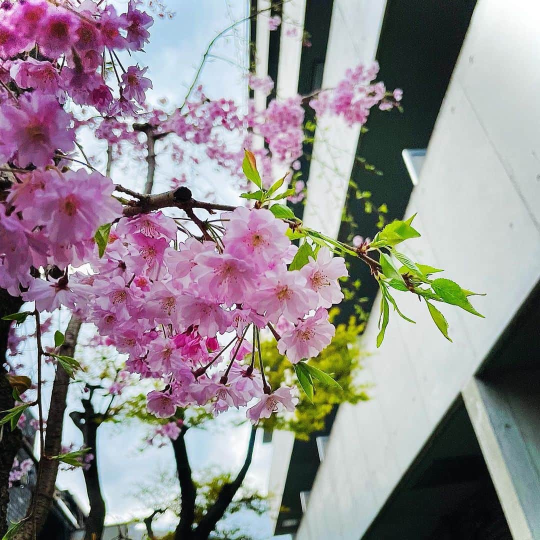 リンさんのインスタグラム写真 - (リンInstagram)「🌸   #桜  #sakura」3月30日 16時32分 - lynn.06.01