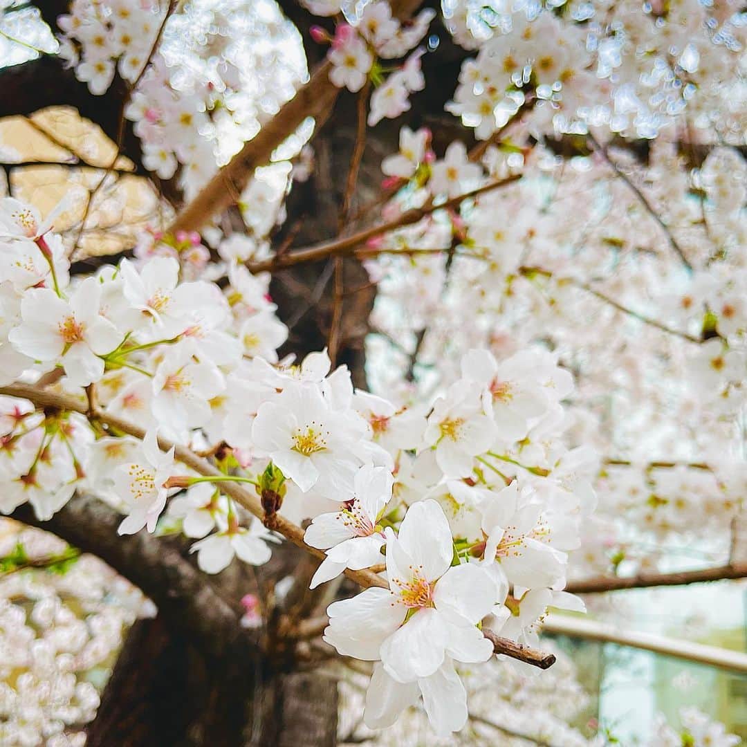 リンさんのインスタグラム写真 - (リンInstagram)「🌸   #桜  #sakura」3月30日 16時32分 - lynn.06.01