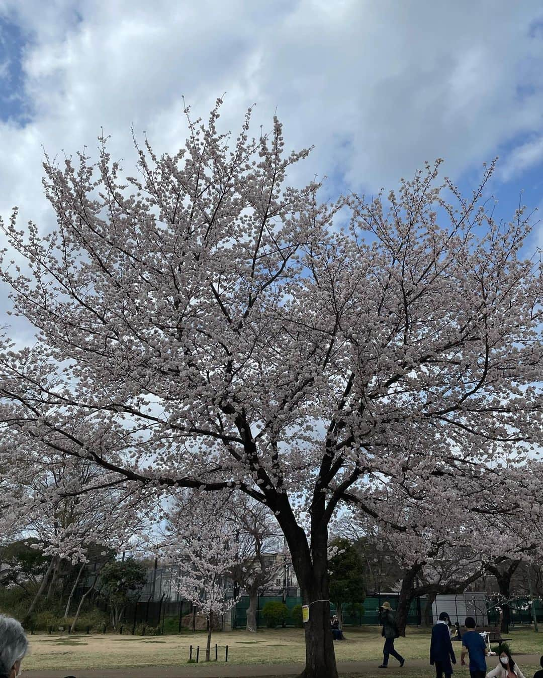 奈美悦子さんのインスタグラム写真 - (奈美悦子Instagram)「お花見🌸満開！ #桜 #花見 ＃公園#満開 #クッキー #愛犬 #キャバリアキングチャールズスパニエル #ブラックタン #可愛い ＃キャバリア」3月30日 17時21分 - nami.etsuko