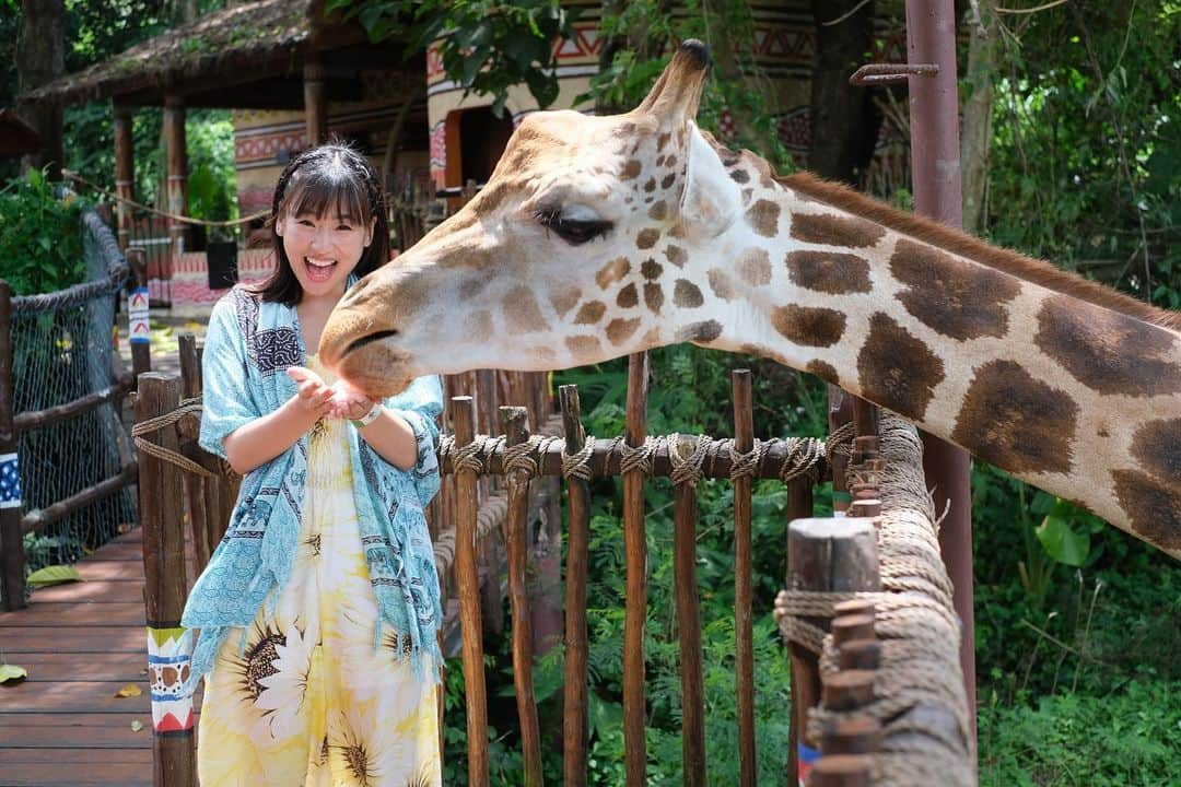 仲川遥香さんのインスタグラム写真 - (仲川遥香Instagram)「キリンさーん🦒  📸.. @bali_gaido_jun   #balisafari #jerapaah #バリ島 #サファリ #キリン #仲川遥香 #ジャカルタ生活」3月30日 17時25分 - haruuuu_chan