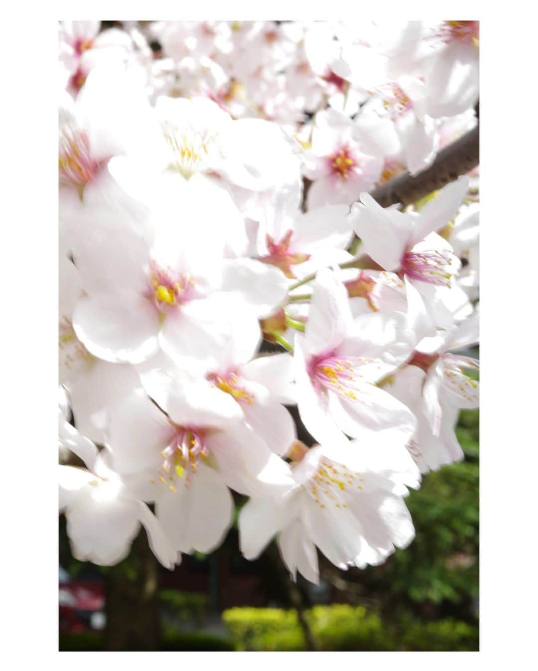 関根正悟さんのインスタグラム写真 - (関根正悟Instagram)「“ POINT OF VIEW “  引きの魅力もあるけど、ぐぐっと中に迫った桜も魅力的だなぁと🌸多面的に物事を見ることで毎年見慣れたものですら度々感動できる。  視点の豊かさは日々の豊かさ。  #shogosekine  📷:GR3x」3月30日 18時07分 - shogosekine0319