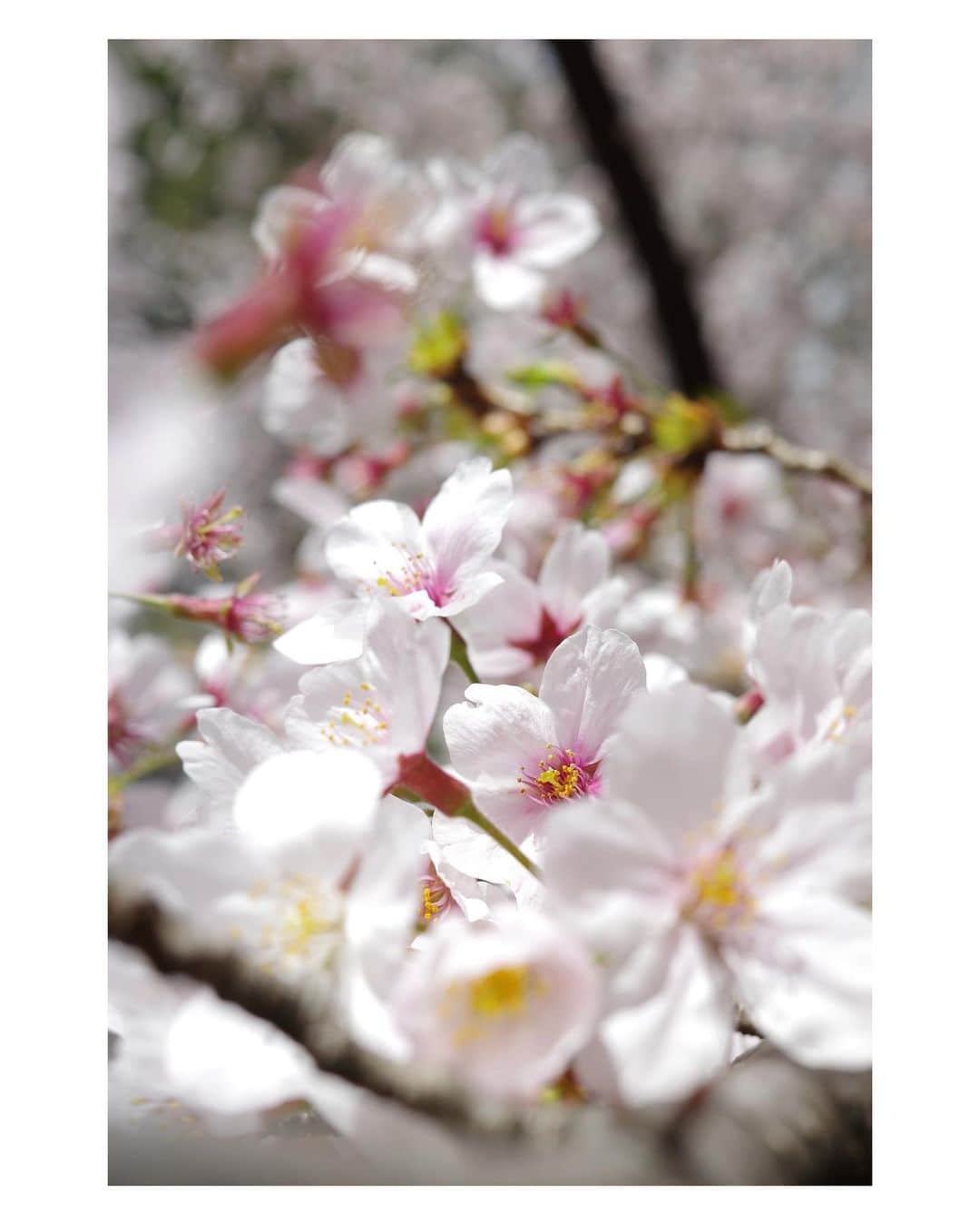 関根正悟さんのインスタグラム写真 - (関根正悟Instagram)「“ POINT OF VIEW “  引きの魅力もあるけど、ぐぐっと中に迫った桜も魅力的だなぁと🌸多面的に物事を見ることで毎年見慣れたものですら度々感動できる。  視点の豊かさは日々の豊かさ。  #shogosekine  📷:GR3x」3月30日 18時07分 - shogosekine0319