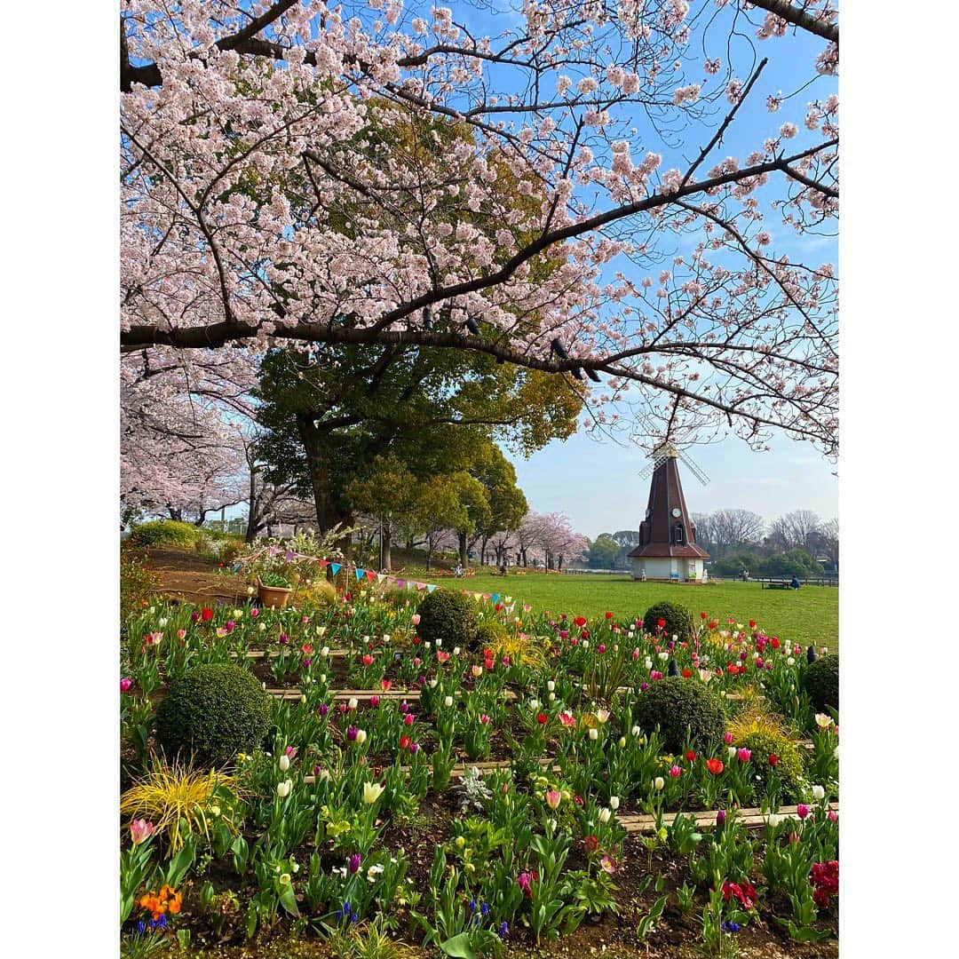 近藤夏子さんのインスタグラム写真 - (近藤夏子Instagram)「.   #ひるおび中継 は 浮間公園からお伝えしました🤍 　  風車、チューリップ、桜が 一枚の写真に収まる絶好の撮影スポット✨ 　 　 色とりどりのチューリップ 満開の桜 広々とした公園に癒されました☺️💗 　 季節ごとに 色々なところのお花を見に行きたいなあ✨ 　  あと小さい子どもたちが楽しそうに走り回っていて可愛いくてキュンでした❣️ 　 　 #浮間公園 #桜 #チューリップ」3月30日 18時08分 - kondokako0804