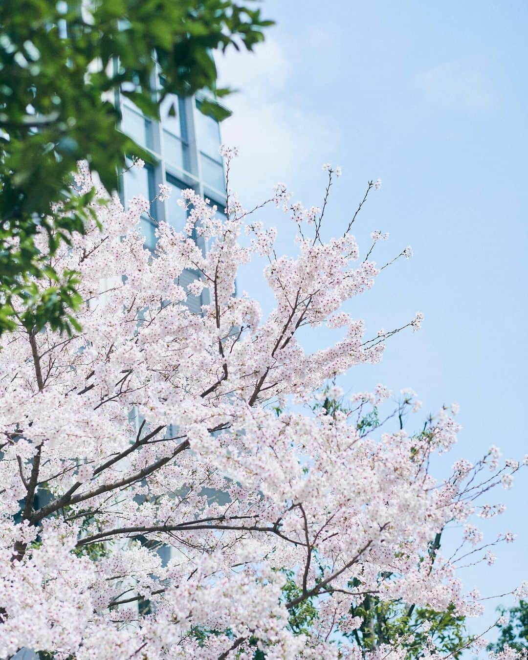 紺野彩夏さんのインスタグラム写真 - (紺野彩夏Instagram)「ノンノの撮影終わり、桜が満開だったので写真撮ってもらっちゃいました☺︎ 私服もどこかに載せてるので見てみてね👶」3月30日 18時39分 - ayaka_konno_official