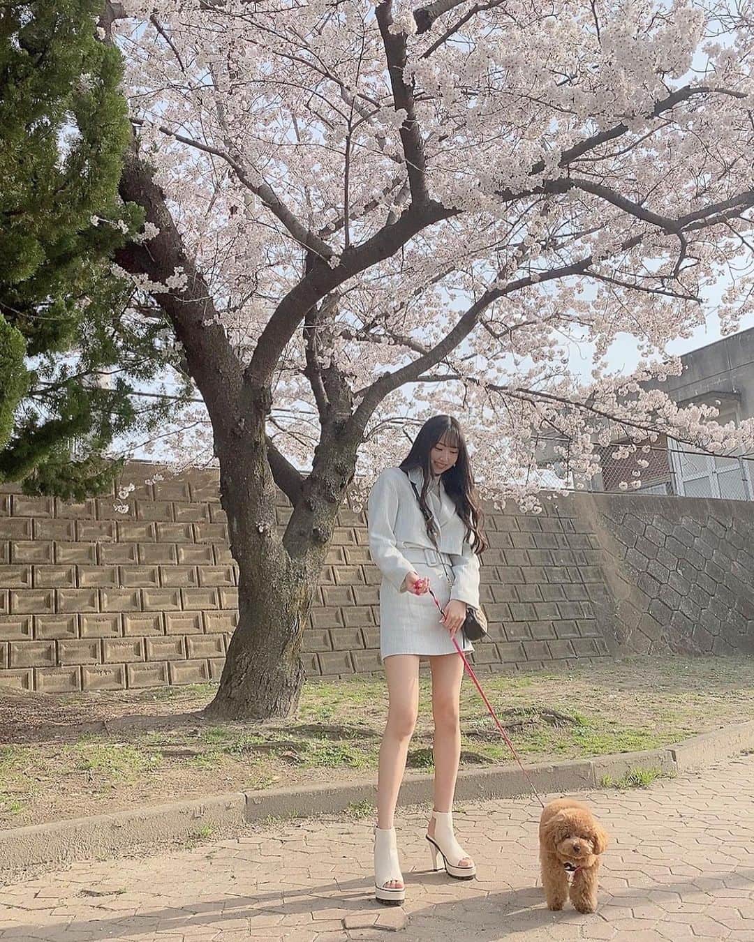野村実代さんのインスタグラム写真 - (野村実代Instagram)「. 春ですね〜🌸 ⁡ ⁡ ⁡ ⁡ 最近我が家の愛犬ドールが お散歩デビューしましたっ かわいいわん🐶🍀🤍 ⁡ ⁡ ⁡ ⁡ #私服#SKE48#野村実代 #愛犬#トイプードル#桜」3月30日 19時15分 - miyomaruko_0201
