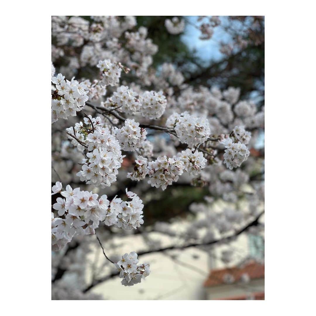 瀬奈じゅんさんのインスタグラム写真 - (瀬奈じゅんInstagram)「⁡ ⁡ やって参りました、我が心の故郷・宝塚。 花の道の桜が満開です！見事です！！ ⁡ 今日は宝塚音楽学校の合格発表でしたね。 花の道をゆっくり散歩していた時、受験生らしき方々をたくさんお見かけしました。 ⁡ 合格された皆様、おめでとうございます。 自分が理想とする、自分にしかなれないタカラジェンヌを目指して頑張ってください！ ⁡ 残念ながら門をくぐる事が叶わなかった皆様……悲しいですね、悔しいですね。 自分を責めてしまっているかもしれませんが、これで夢が終わったわけではないのです。 夢は続くのです……自分次第で。 なりたい姿になる為に費やした汗と涙と努力は決して無駄にはならないから……。 ⁡ そして、これから宝塚を目指す皆様、私と一緒に青春しませんか？ 全力でサポートさせて頂きたいと思っています。 Jeunesseでは入会・体験、募集中です。 両手を広げてお待ちしています！ https://jeunesse-class.com/ (ストーリーズ・Jeunesseハイライトからどうぞ) ⁡ ⁡ さてさて、明日からバンドリハ。 30th ANNIVERSARY DINNER SHOW「SEIZE THE DAY」、思いっきり青春します！！ ⁡ ⁡ #宝塚 #花の道 #桜満開 #花の道をゆっくり散歩なんて #初めてや 笑 #Jeunesse #ジュネス #宝塚受験 ⁡ #30周年 #ディナーショー #宝塚ホテル #貴城けい さん #大空ゆうひ さん #瀬奈じゅん」3月30日 19時38分 - junsena_official
