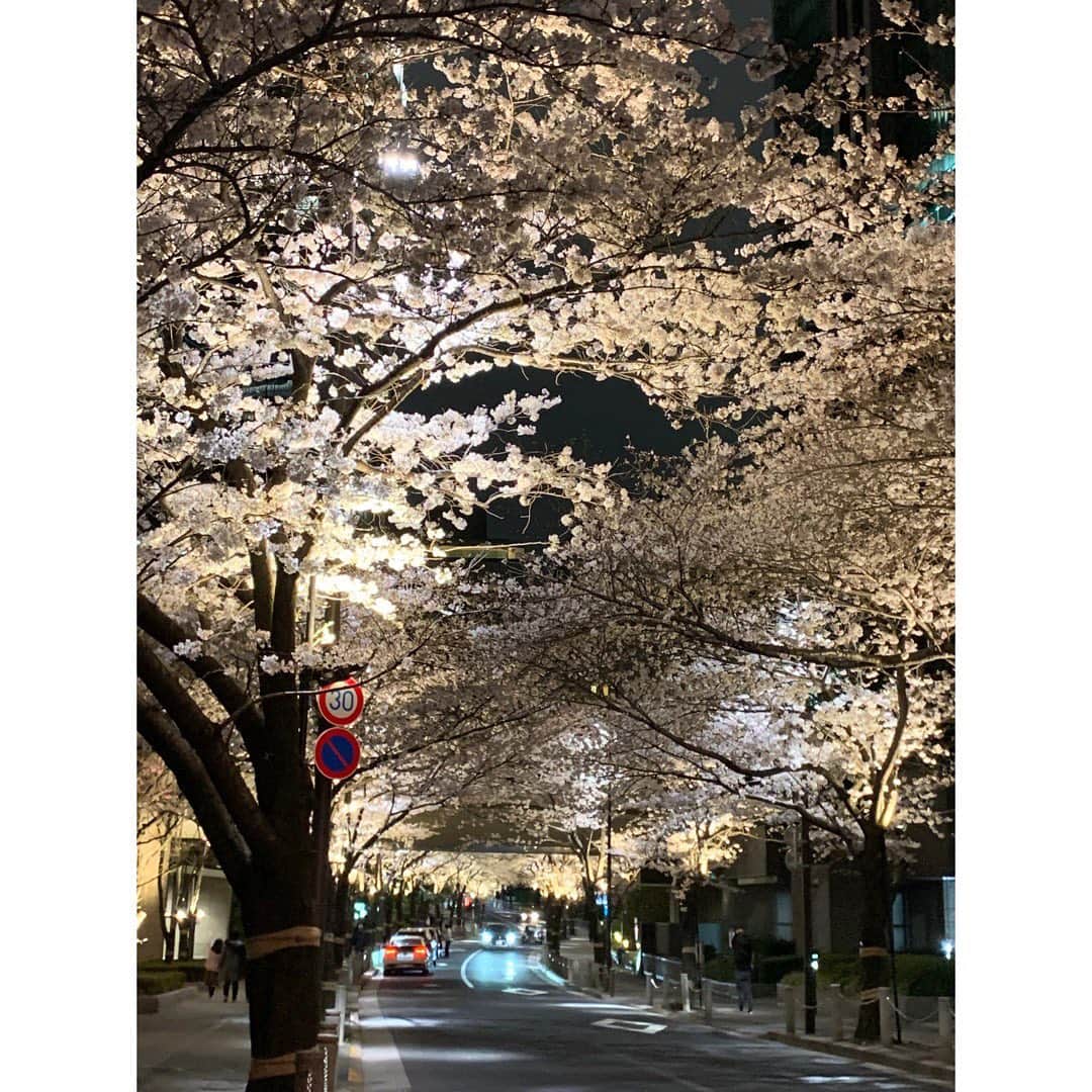 武藤京子さんのインスタグラム写真 - (武藤京子Instagram)「* * 夜桜 いいね♡ * #桜 #夜桜」3月30日 20時35分 - kyokomuto0628