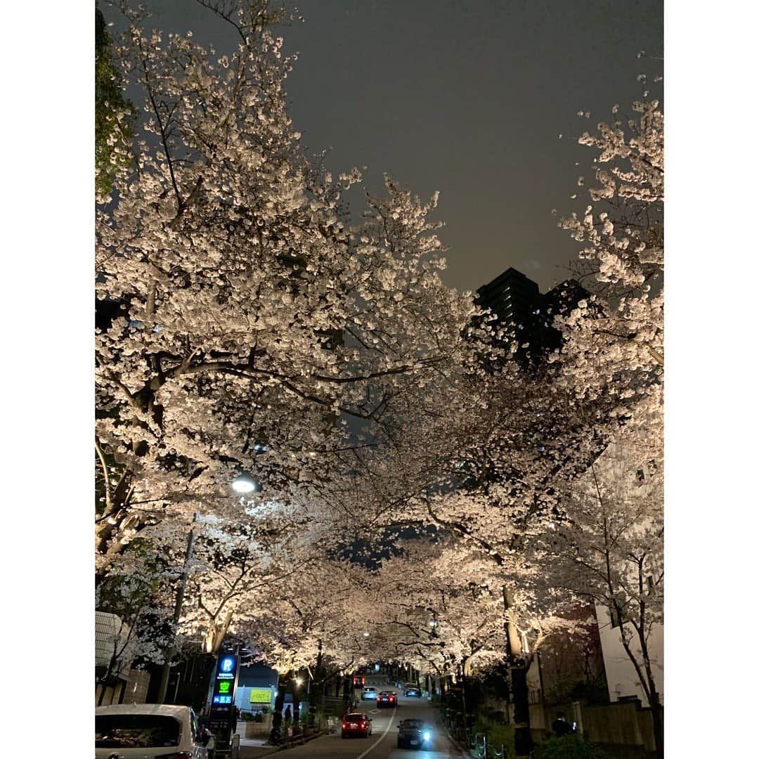 武藤京子さんのインスタグラム写真 - (武藤京子Instagram)「* * 夜桜 いいね♡ * #桜 #夜桜」3月30日 20時35分 - kyokomuto0628