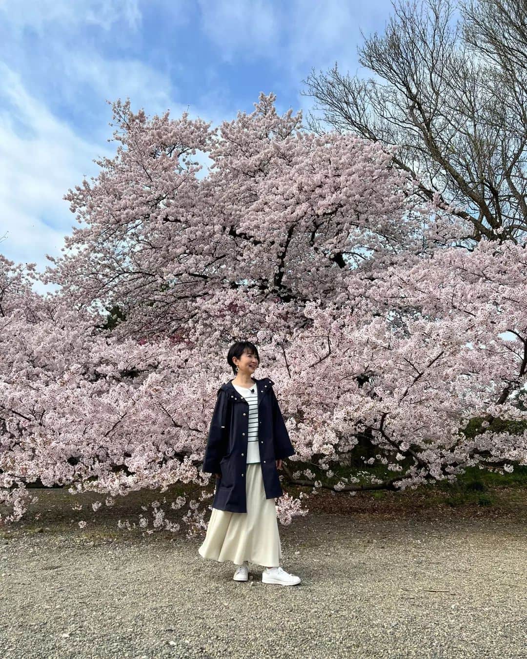 小島奈津子さんのインスタグラム写真 - (小島奈津子Instagram)「2022*3*30 🌸今日の#新宿御苑 の桜🌸 まさに満開。見事です🌸 ． 明日で社会人、丸30年、アナウンサー人生30年です。 年月だけ重ねて、実力が伴わないこともまだまだあり。。 こう見えてネガティブ思考なので😂、 ワタシはアナウンサーに向いていたのか？やっぱり向いてないよなー。。と 思えば、自問自答しながらの30年でした。 研鑽をしながら、もがきながら、少しでも納得できる花を咲かせられるよう🌸 また、日々精進していきます。 ． ニット&スカート @yeccavecca  コート @marella_official  ピアス @roomx601」3月30日 20時43分 - kojimanatsuko_official