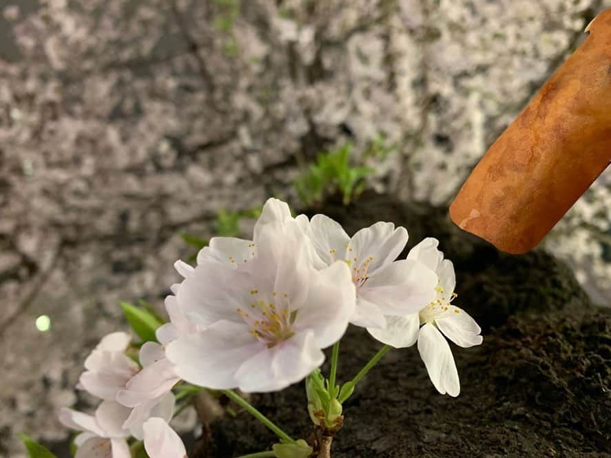 佐久間一行さんのインスタグラム写真 - (佐久間一行Instagram)「春だな〜  #桜 #サクラ #sakura」3月30日 20時49分 - sakuzari