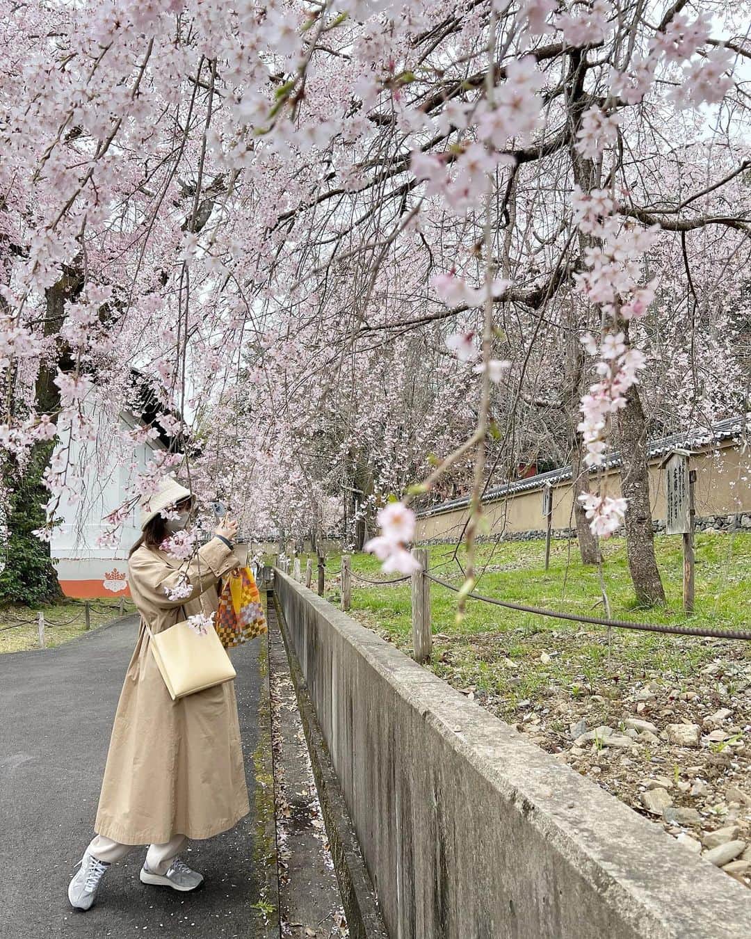 福間エリサさんのインスタグラム写真 - (福間エリサInstagram)「桜を見る会。 念願の京都桜、やっと叶いました。 美しすぎて感動だった。。  #桜を見る会 #前傾姿勢 #京都桜巡り」3月30日 20時54分 - erisa_fukuma