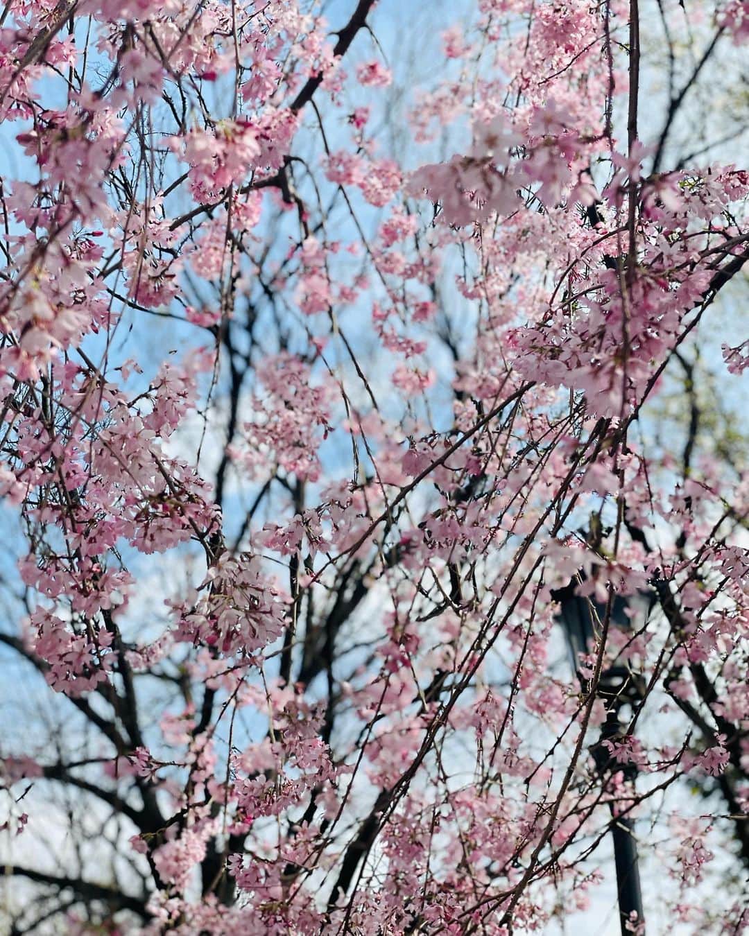 松田唯花さんのインスタグラム写真 - (松田唯花Instagram)「チェリーカラー🍒🌸 前回ラベンダーメインの髪色で、今回はピンク多めの髪色に☺️  原宿駅のところに枝垂れ桜？かな？キレイな桜が咲いていて、その前で🌸 自然光にあたるとピンク感がより出て、桜との相性もばっちり🥰  平田さん @_asuka_hair ありがとうございました💗 私の投稿を見て平田さんのところに行ってくださっている方が何人もいるみたいで🥺嬉しい！  初回の方は、¥16500(通常¥24300だから激安！)になりますよ☺️場所は明治神宮前(原宿)で絶対に可愛くしてもらえるのでぜひ🌸  ワンピースは、同じ名前のゆいかちゃん @yu.i.k.a プロデュースの👗 @mylect_official  背中がざっくりあいてセクシー可愛い💜  ウエスト部分がキュッとしてて細見えもします👏  #cherryblossom #harajuku #hairstyle #haircolor #pinkhair #pinkhaircolor #桜 #原宿 #ピンクヘアー #ヘアカラー #ピンクラベンダー」3月30日 21時01分 - yuika_matsuda.official