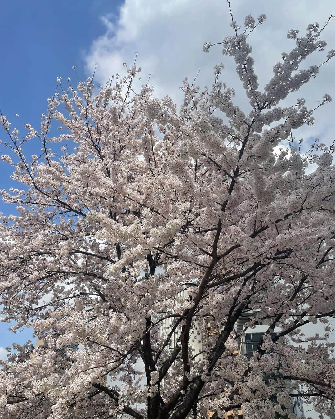 遥羽ららさんのインスタグラム写真 - (遥羽ららInstagram)「こんばんは☺️  今日は大好きでお世話になりすぎてます、はい、そうです！ さおさんにお会いしまして🤤❤️ 桜の綺麗なカフェに連れて行って下さり、桜満喫しちゃいました🌸 さおさんの可愛いわんわんにも会えまして🐶 大満足の1日でした🤤  #美月悠  さん #遥羽らら #宙組 #退団同期 #わんちゃん #いやし」3月30日 21時30分 - rara_haruha