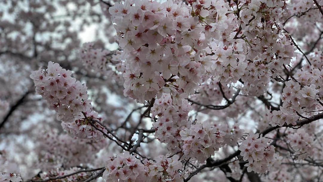 忍成修吾さんのインスタグラム写真 - (忍成修吾Instagram)「満開の桜。」3月30日 21時54分 - shugo_oshinari