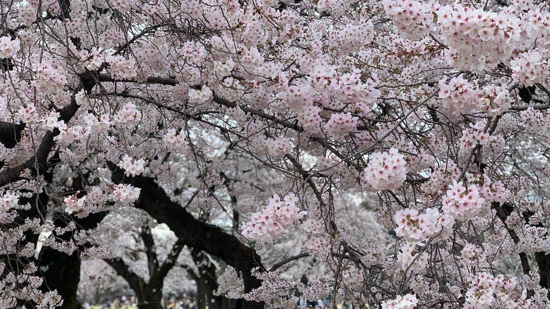 忍成修吾さんのインスタグラム写真 - (忍成修吾Instagram)「満開の桜。」3月30日 21時54分 - shugo_oshinari