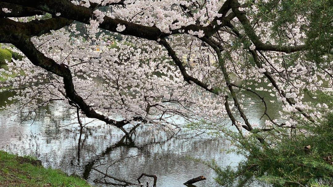 忍成修吾さんのインスタグラム写真 - (忍成修吾Instagram)「満開の桜。」3月30日 21時54分 - shugo_oshinari