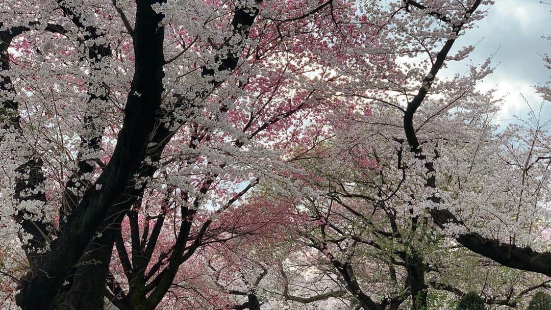 忍成修吾さんのインスタグラム写真 - (忍成修吾Instagram)「満開の桜。」3月30日 21時54分 - shugo_oshinari