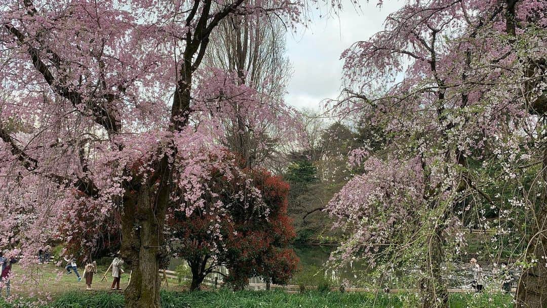 忍成修吾さんのインスタグラム写真 - (忍成修吾Instagram)「満開の桜。」3月30日 21時54分 - shugo_oshinari