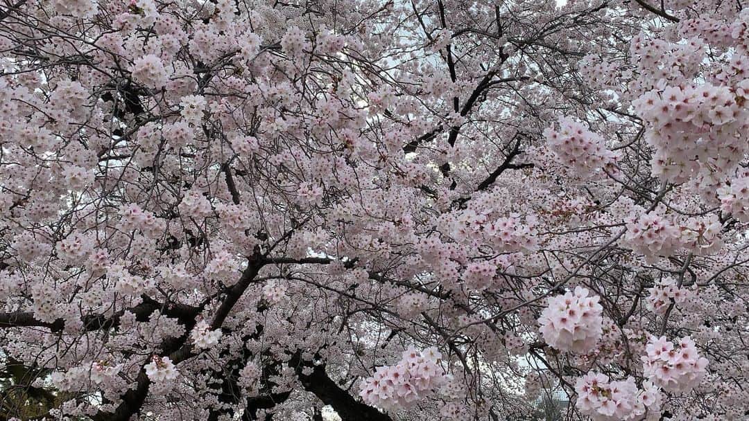 忍成修吾さんのインスタグラム写真 - (忍成修吾Instagram)「満開の桜。」3月30日 21時54分 - shugo_oshinari