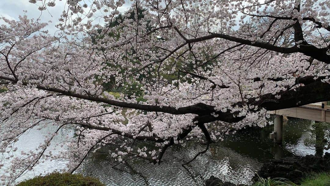 忍成修吾さんのインスタグラム写真 - (忍成修吾Instagram)「満開の桜。」3月30日 21時54分 - shugo_oshinari