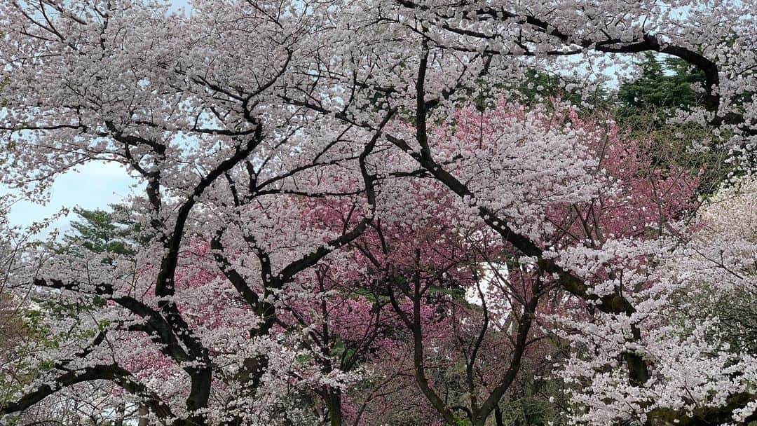 忍成修吾さんのインスタグラム写真 - (忍成修吾Instagram)「満開の桜。」3月30日 21時54分 - shugo_oshinari