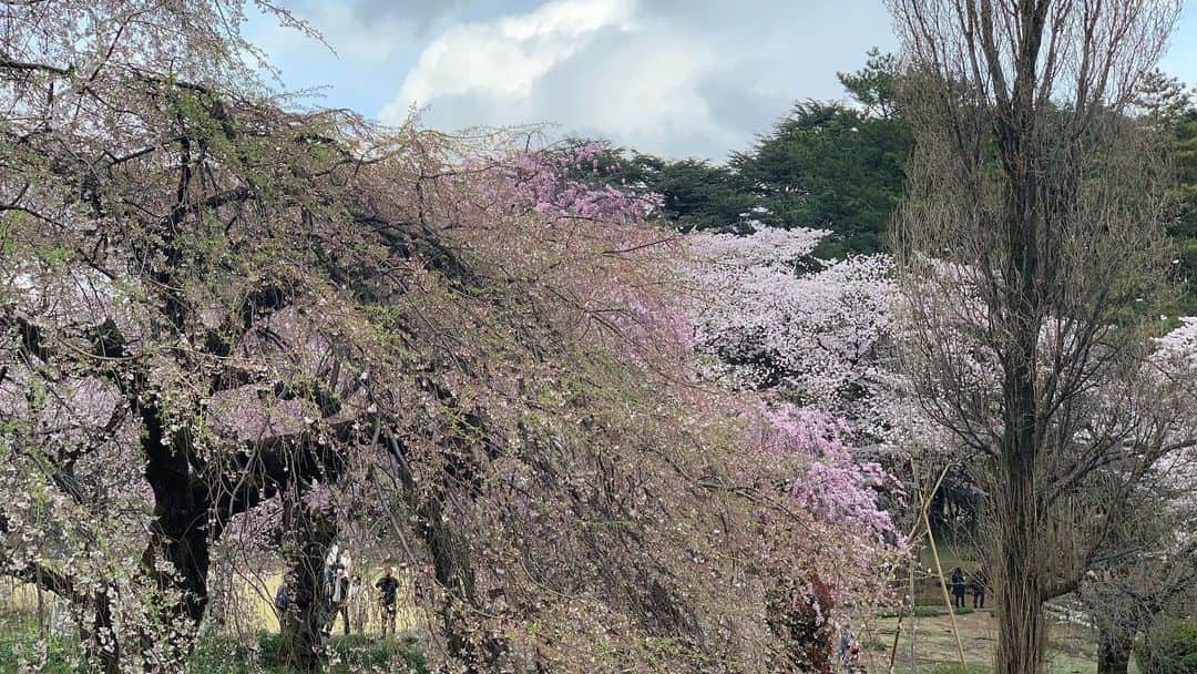 忍成修吾さんのインスタグラム写真 - (忍成修吾Instagram)「満開の桜。」3月30日 21時54分 - shugo_oshinari