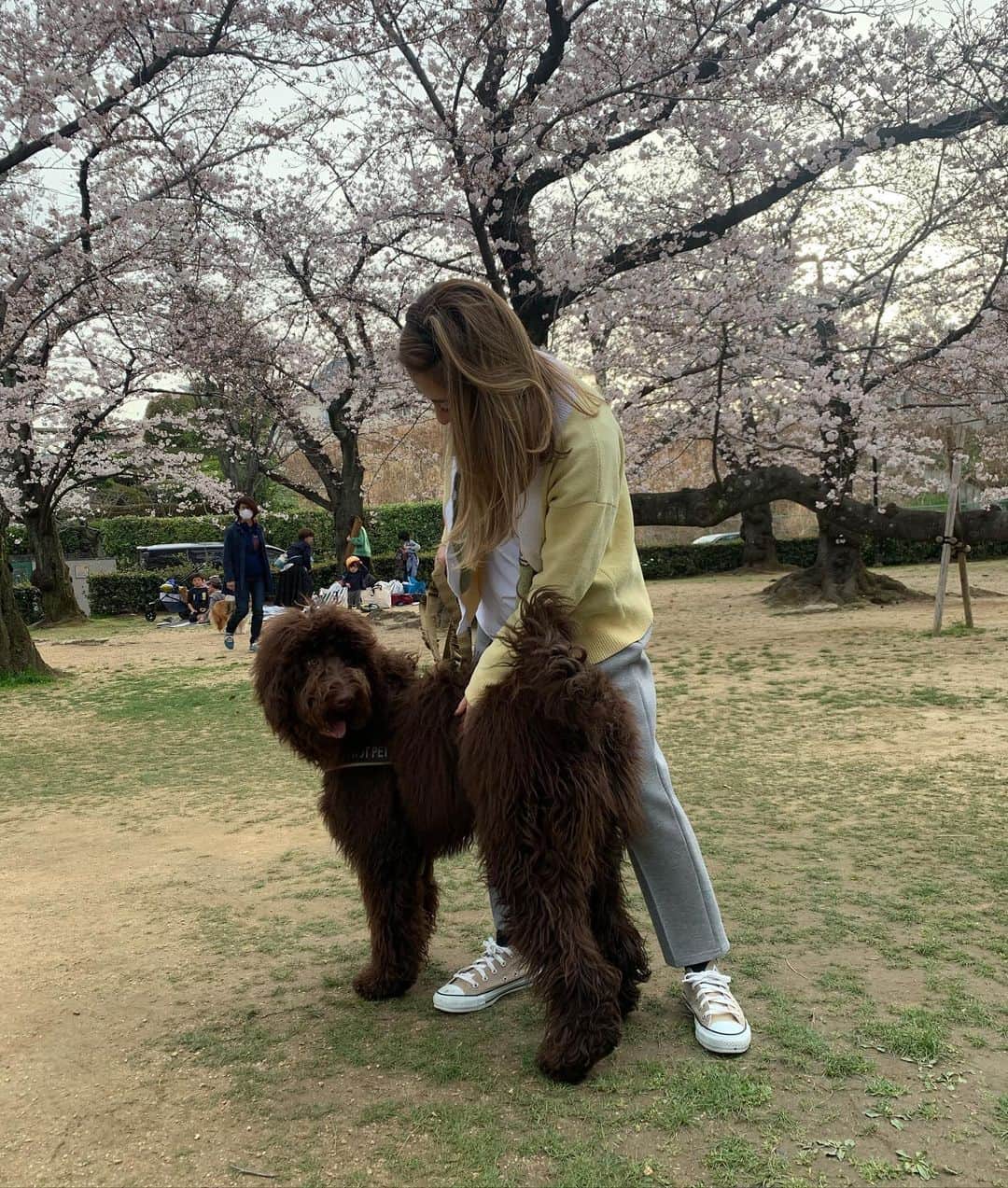松本明子さんのインスタグラム写真 - (松本明子Instagram)「・ めちゃくちゃ可愛いお友達のラブラドゥードル🐩💕 え、オーストラリアンラブラドゥードル！？😍って聞いたら、千葉産やねんって言われました笑 千葉だろうがオーストラリアだろうが可愛くてたまらん🥲私の大型犬を飼う夢がまた大きくなりました🥰 ・ 暖かくなってきて御散歩も楽しいし、春服も楽しい✨最近かなりの頻度で着ているカーディガンは @comy.jamy のものです。タオルみたいな生地で着心地が最高❤️ ・ #ラブラドゥードル #大型#labradoodle #doodle #dogsofinstagram #dogoftheday #わんすたぐらむ#犬が好き #poodle #153cmコーデ #低身長コーデ#fashion #outfit #ootd #cordinate #simple #mamafashion #sサイズコーデ #シンプルコーデ #ファッション　#コーディネート#ママコーデ #ハイトーンカラー #ハイトーン#カジュアルコーデ #大人シンプル #30代ファッション#全身コーデ#カーディガン#お花見」3月30日 22時09分 - ata_1026