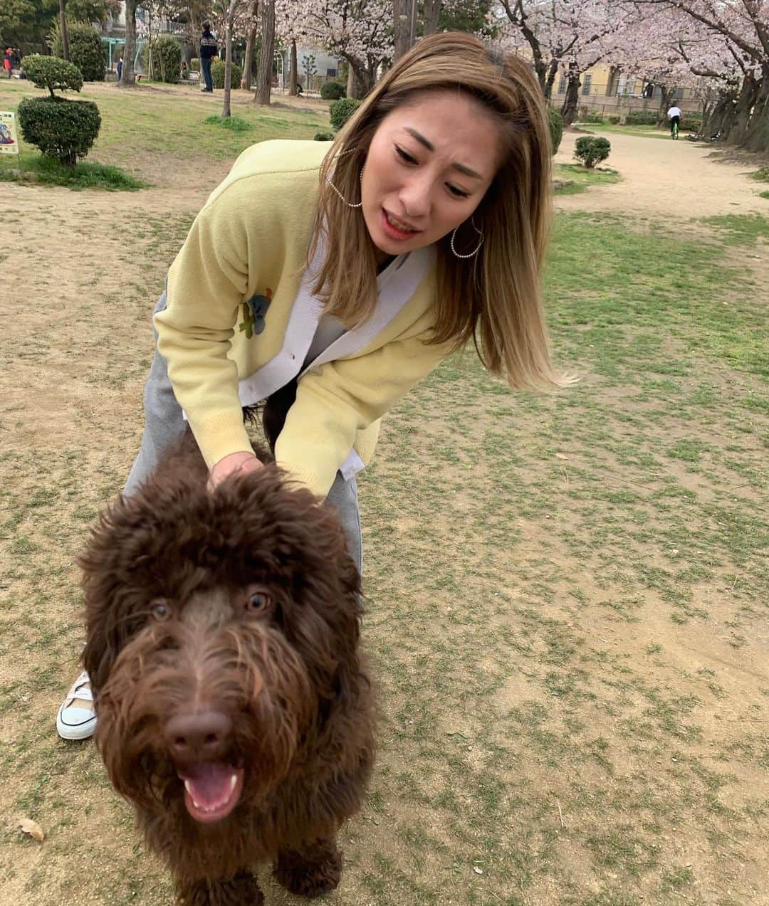 松本明子さんのインスタグラム写真 - (松本明子Instagram)「・ めちゃくちゃ可愛いお友達のラブラドゥードル🐩💕 え、オーストラリアンラブラドゥードル！？😍って聞いたら、千葉産やねんって言われました笑 千葉だろうがオーストラリアだろうが可愛くてたまらん🥲私の大型犬を飼う夢がまた大きくなりました🥰 ・ 暖かくなってきて御散歩も楽しいし、春服も楽しい✨最近かなりの頻度で着ているカーディガンは @comy.jamy のものです。タオルみたいな生地で着心地が最高❤️ ・ #ラブラドゥードル #大型#labradoodle #doodle #dogsofinstagram #dogoftheday #わんすたぐらむ#犬が好き #poodle #153cmコーデ #低身長コーデ#fashion #outfit #ootd #cordinate #simple #mamafashion #sサイズコーデ #シンプルコーデ #ファッション　#コーディネート#ママコーデ #ハイトーンカラー #ハイトーン#カジュアルコーデ #大人シンプル #30代ファッション#全身コーデ#カーディガン#お花見」3月30日 22時09分 - ata_1026
