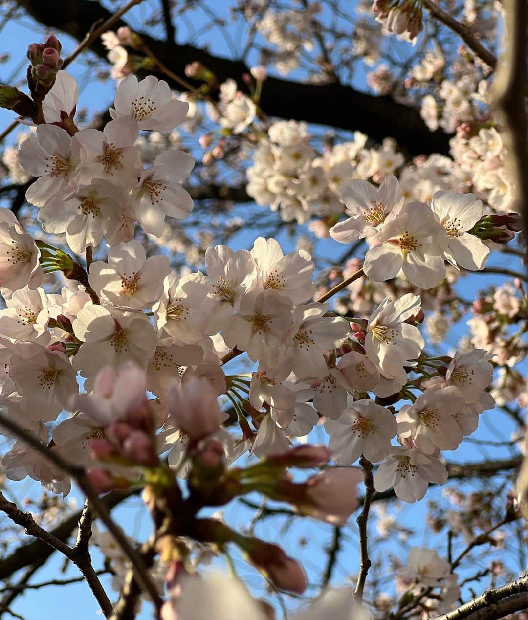 ミチさんのインスタグラム写真 - (ミチInstagram)「桜が満開ですね🌸 母が兵馬俑が見たいと言ってくれたので、京都へ 兵馬俑以外興味がないみたいで10kmぐらいお散歩して帰りました🌸笑 @fendi #fendi」3月30日 22時36分 - mi0306chi