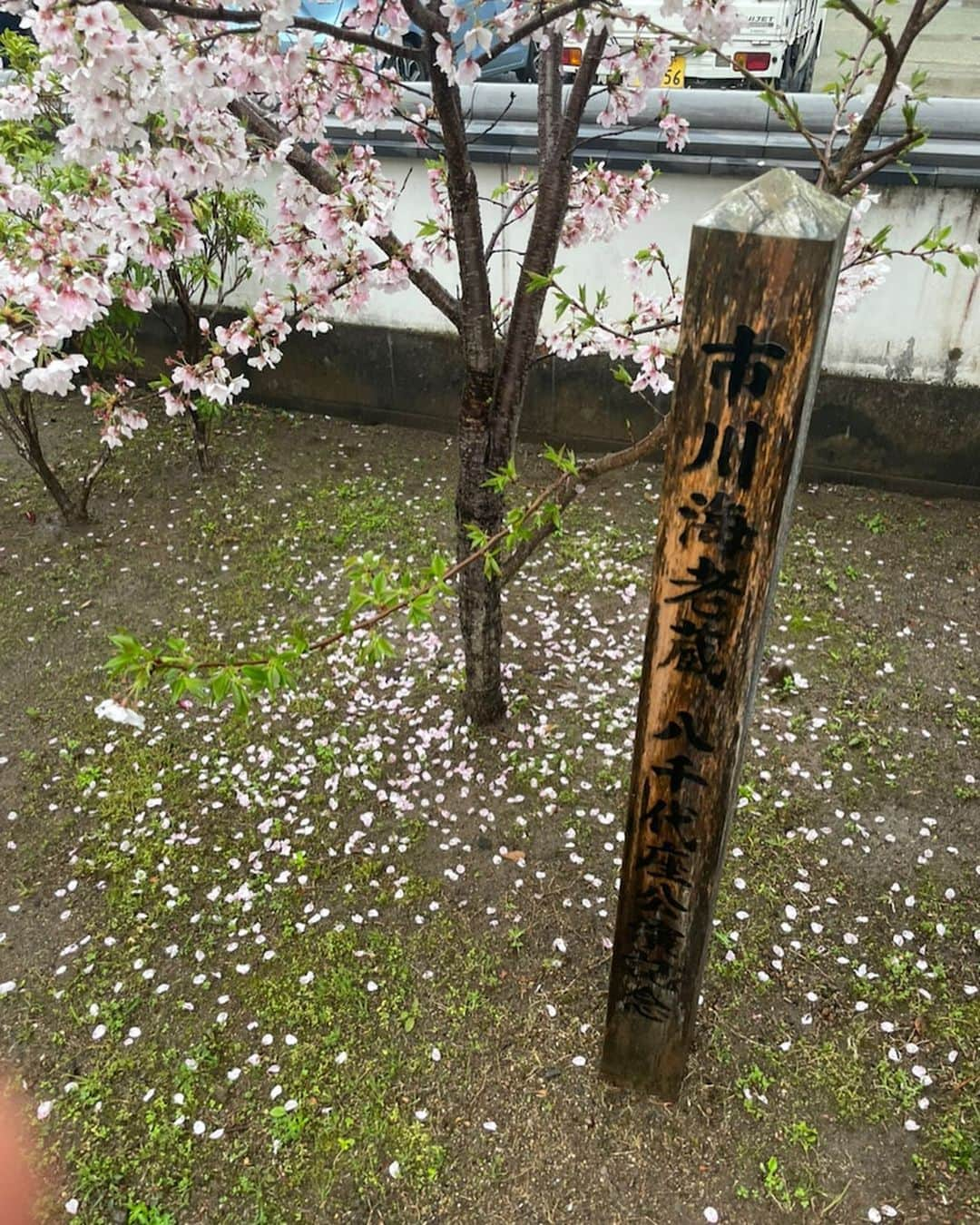 市川海老蔵 （11代目）さんのインスタグラム写真 - (市川海老蔵 （11代目）Instagram)「Tree planting ceremony today. Reika and I had planted before, so this time, Kangen too.  The three trees are planted at “Sakurayu.” Please visit if you have the time to spare😊✨  * 今日は植樹 私も麗禾も、 以前にしていたので、 今回 勸玄も植樹しました。  さくら湯さんに三人の植樹してます。 お時間あれば見てくださいね😊✨  #市川海老蔵 #海老蔵 #成田屋 #歌舞伎　 #成長記録 #子育てぐらむ #子供のいる暮らし #子どものいる暮らし #子育て日記 #children #childphotography #daughter #son #ABKAI #ABMORI #ebizoichikawa #ebizo #kabuki #thunderparty #ebizotv #theater #theaterarts #actor #japan #classic」3月31日 10時36分 - ebizoichikawa.ebizoichikawa