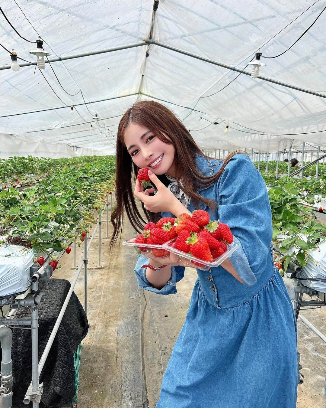 得あゆさんのインスタグラム写真 - (得あゆInstagram)「毎年恒例のいちご狩り🍓×100 食べすぎてダイエット失敗🍓🍓🍓 ・ ・ ・ ・ ・ ・ ・ ・ ・ ・ ・ ・ ・ ・ ・ ・ ・ #いちご狩り#いちご#苺#食べ放題#大阪いちご狩り#関西グルメ#兵庫#関西旅行#いちごスイーツ#ドライブ#休日#休日の過ごし方#休日コーデ#デニム#デニムコーデ#デニムワンピース#ワンピース#子育てママ#子育て日記#ママコーデ#ママファッション#ママライフ#産後ダイエット#ダイエット生活#おやつ#美肌ケア#strawberry#osakajapan#denim#denimondenim」3月31日 14時11分 - tokuayu819