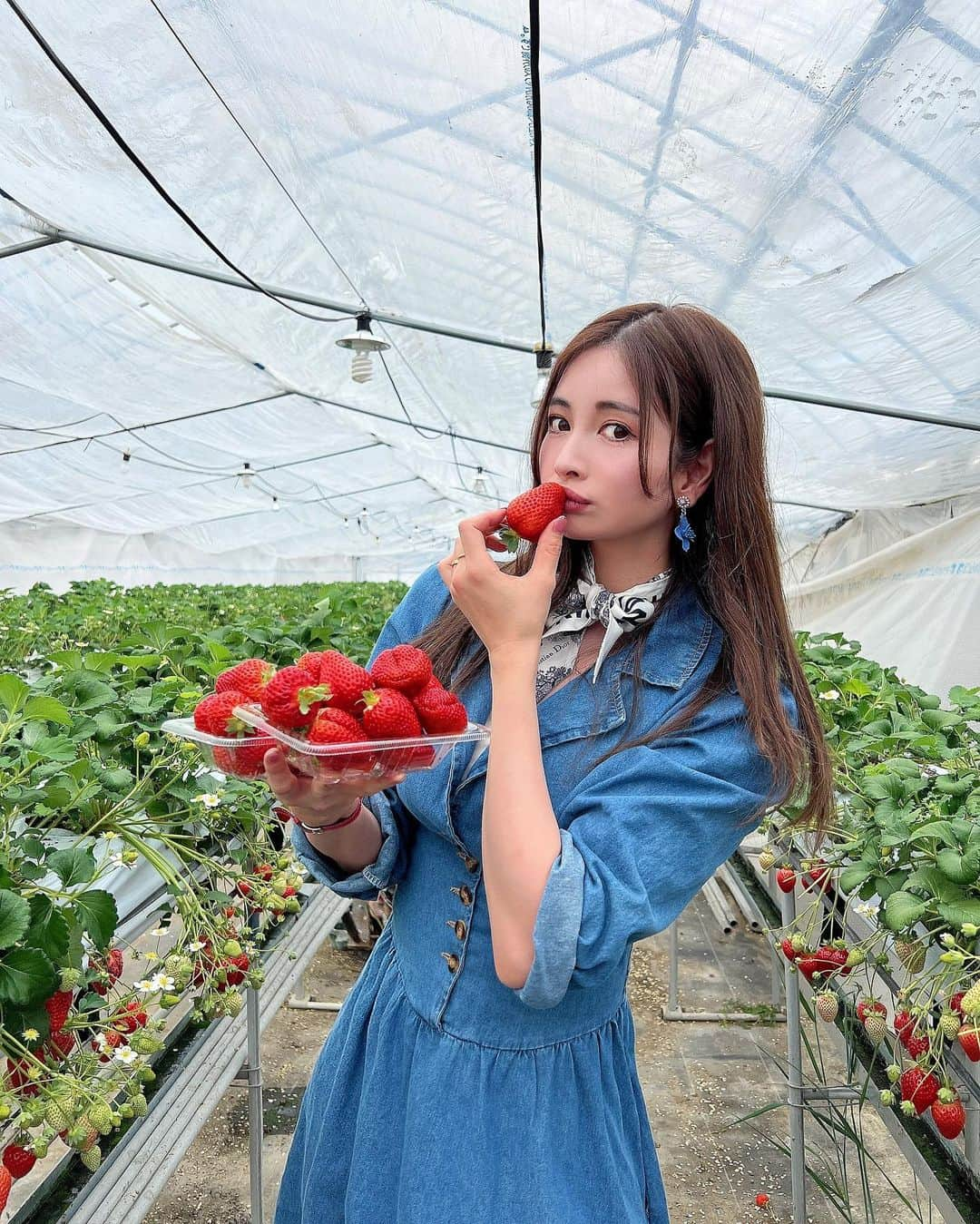 得あゆさんのインスタグラム写真 - (得あゆInstagram)「毎年恒例のいちご狩り🍓×100 食べすぎてダイエット失敗🍓🍓🍓 ・ ・ ・ ・ ・ ・ ・ ・ ・ ・ ・ ・ ・ ・ ・ ・ ・ #いちご狩り#いちご#苺#食べ放題#大阪いちご狩り#関西グルメ#兵庫#関西旅行#いちごスイーツ#ドライブ#休日#休日の過ごし方#休日コーデ#デニム#デニムコーデ#デニムワンピース#ワンピース#子育てママ#子育て日記#ママコーデ#ママファッション#ママライフ#産後ダイエット#ダイエット生活#おやつ#美肌ケア#strawberry#osakajapan#denim#denimondenim」3月31日 14時11分 - tokuayu819