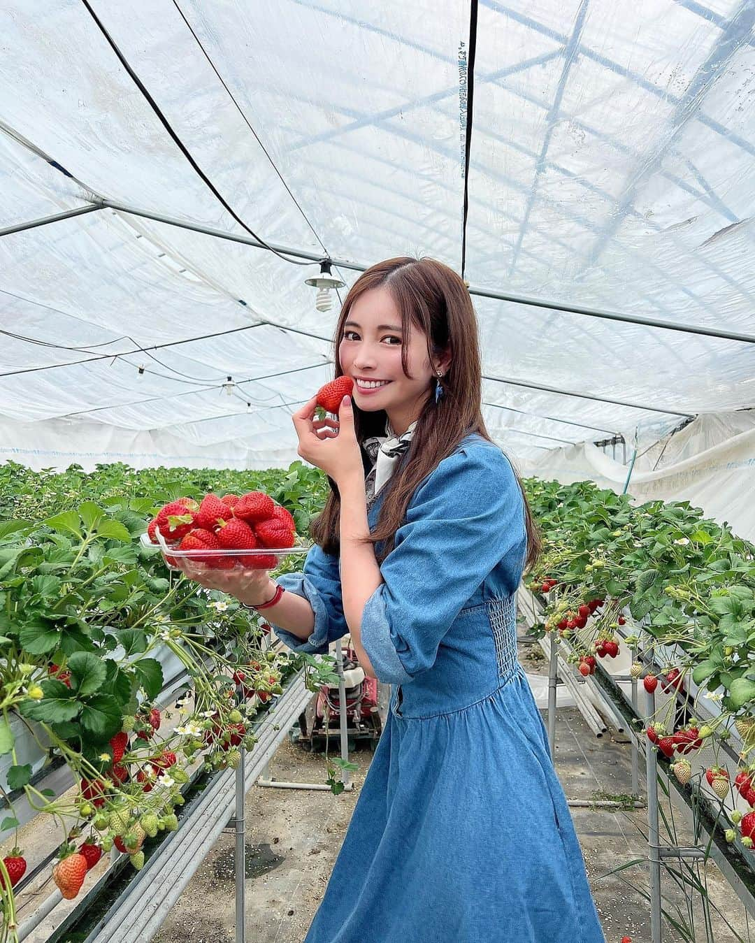 得あゆさんのインスタグラム写真 - (得あゆInstagram)「毎年恒例のいちご狩り🍓×100 食べすぎてダイエット失敗🍓🍓🍓 ・ ・ ・ ・ ・ ・ ・ ・ ・ ・ ・ ・ ・ ・ ・ ・ ・ #いちご狩り#いちご#苺#食べ放題#大阪いちご狩り#関西グルメ#兵庫#関西旅行#いちごスイーツ#ドライブ#休日#休日の過ごし方#休日コーデ#デニム#デニムコーデ#デニムワンピース#ワンピース#子育てママ#子育て日記#ママコーデ#ママファッション#ママライフ#産後ダイエット#ダイエット生活#おやつ#美肌ケア#strawberry#osakajapan#denim#denimondenim」3月31日 14時11分 - tokuayu819