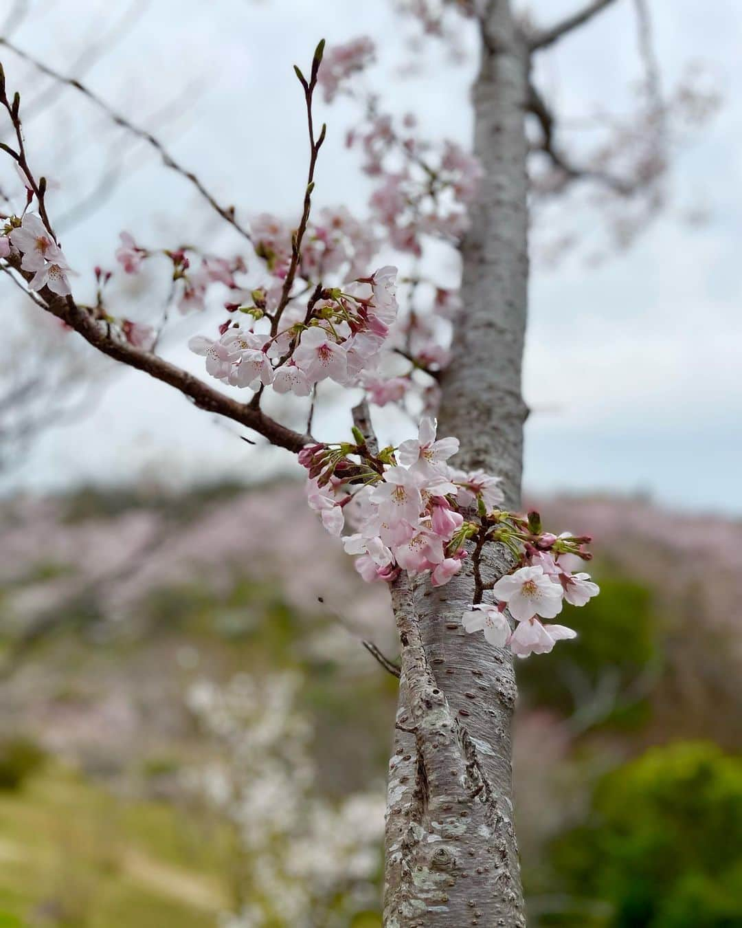 Akiさんのインスタグラム写真 - (AkiInstagram)「桜を見に行ってきたよ♡  桜が咲いている期間は一瞬ですね😊 どうかこの雨で散りませんように🌿  #白浜#和歌山#桜#花見#お花見#広告#モデル#広告モデル#広告撮影#広告写真#ファッション#コーディネート#コーデ#旅行#グルメ#美容#素敵女子#大人女子#オトナ女子#美魔女モデル#アラフォーモデル#ミセスモデル#ママモデル#アンバサダー#インスタグラマー #model#modeling#modelshoot#modellife#cherryblossom」3月31日 15時07分 - aki_0624