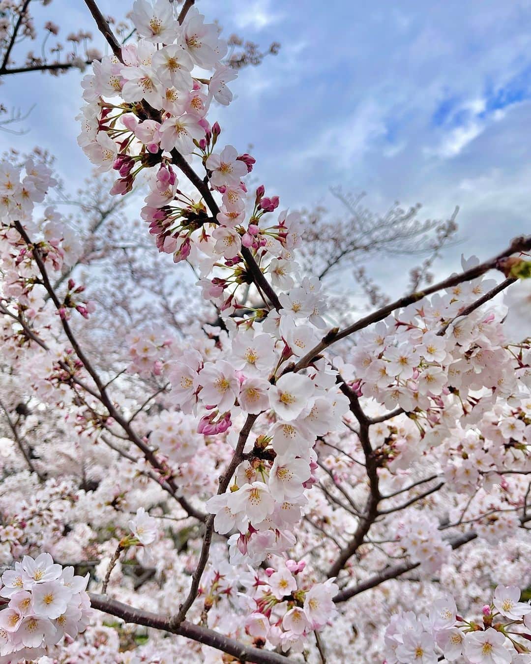 ayakoさんのインスタグラム写真 - (ayakoInstagram)「満開の桜🌸🤭🌳」3月31日 16時53分 - ayapooh_22