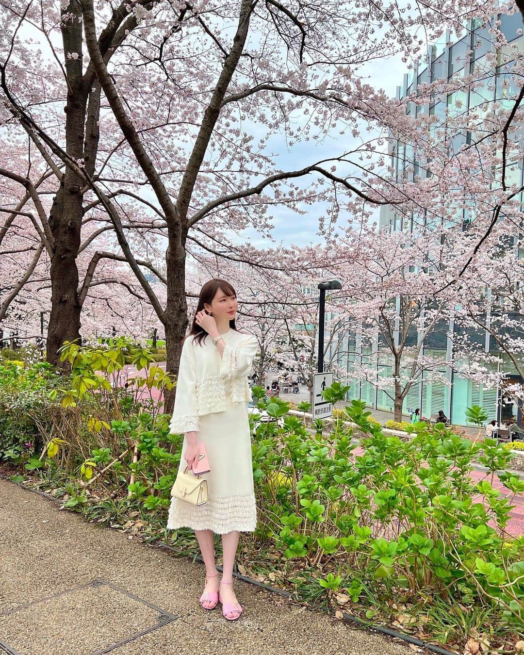 ayakoさんのインスタグラム写真 - (ayakoInstagram)「満開の桜🌸🤭🌳」3月31日 16時53分 - ayapooh_22