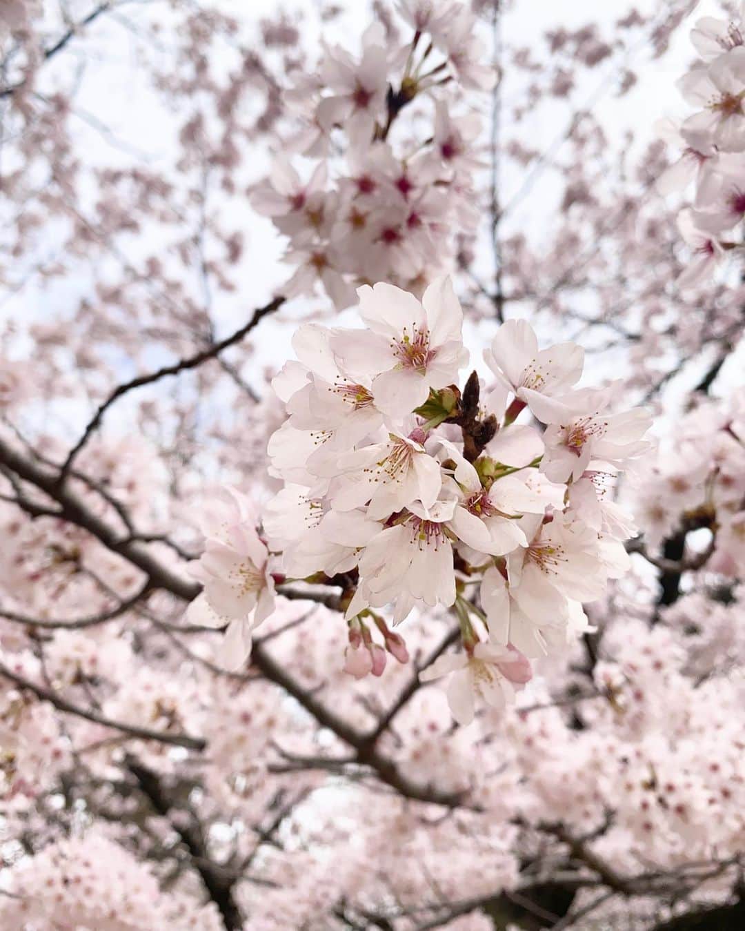 夏焼雅さんのインスタグラム写真 - (夏焼雅Instagram)「🌸💕🌸💕🌸💕 さくらとぴーちゃん🫰🏻💖💖💖 @peace.happy.peace   まだまだお花見したいな〜🍡」3月31日 17時58分 - miyaaa0825